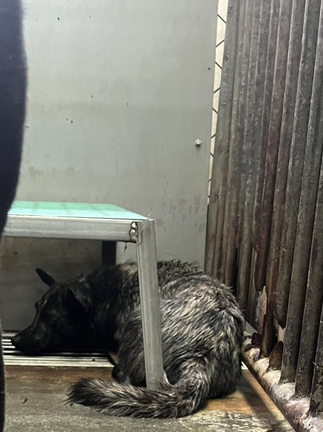 彰化縣待認養狗 混種犬