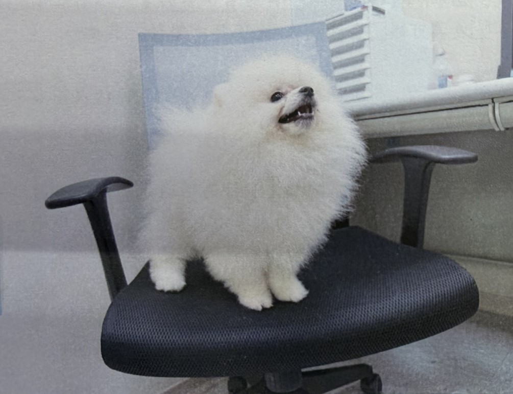 桃園市待認養狗 博美犬