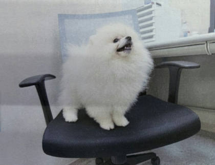 桃園市待認養狗｜博美犬｜白色｜母