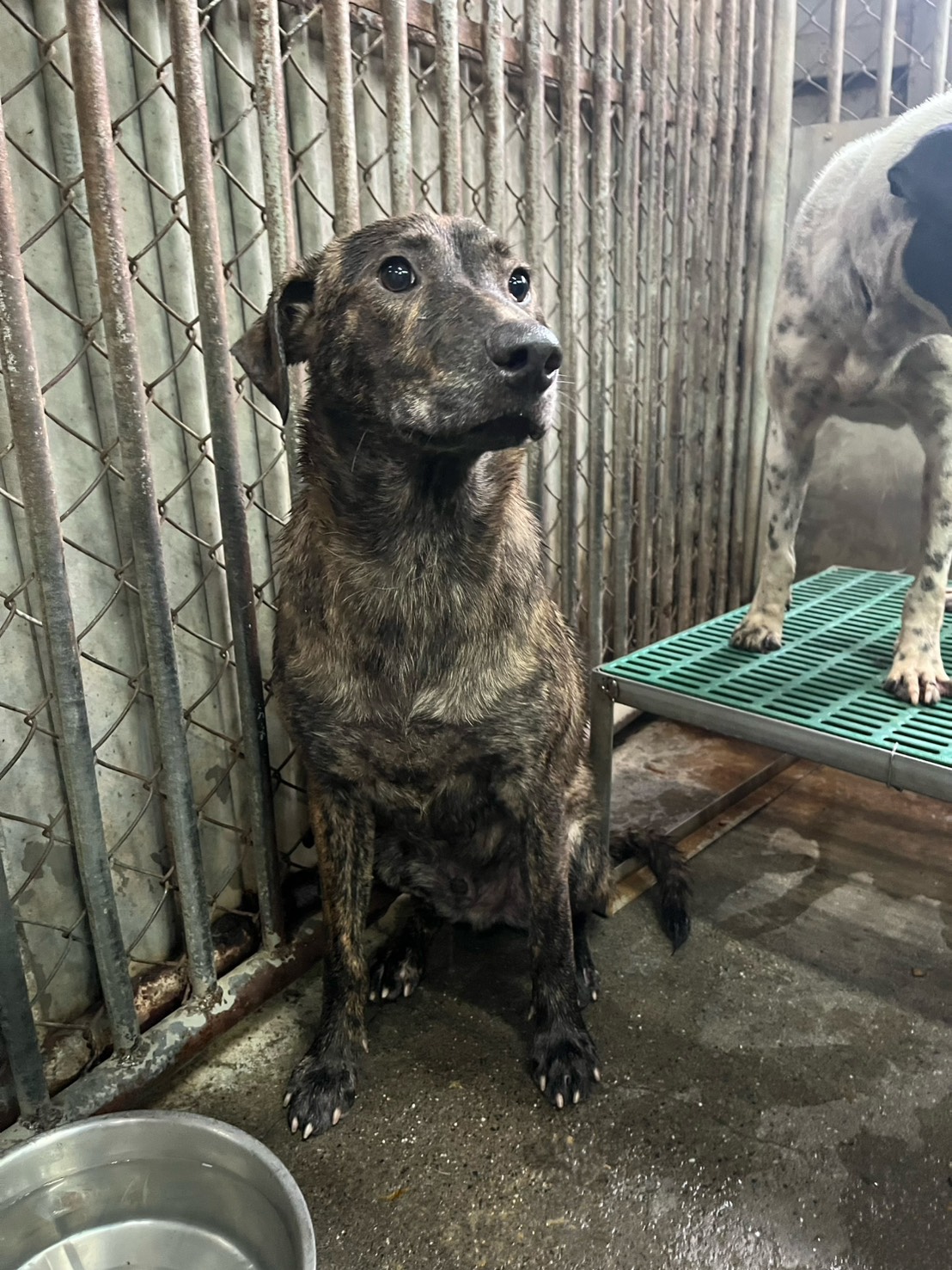 彰化縣待認養狗 混種犬