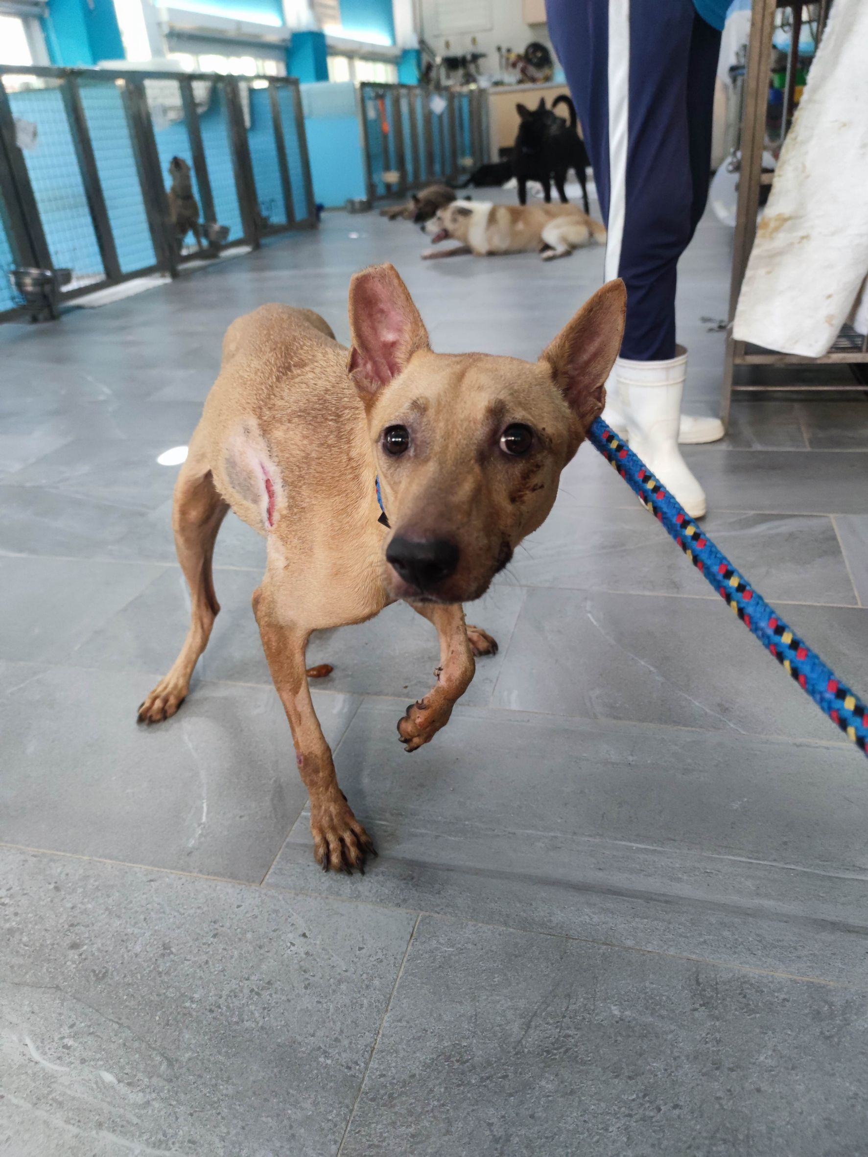 新北市待認養狗 混種犬