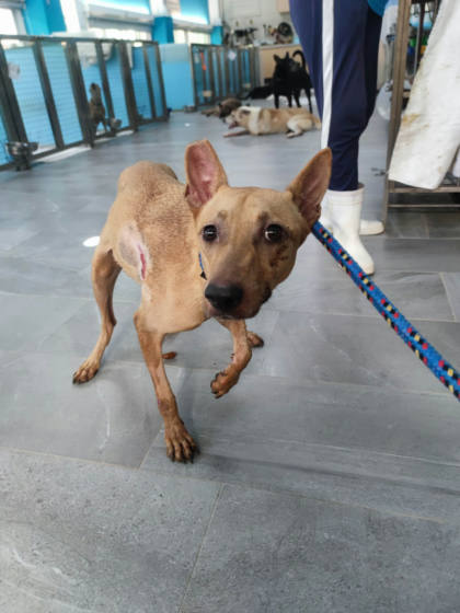 新北市待認養狗｜混種犬｜黃色｜母