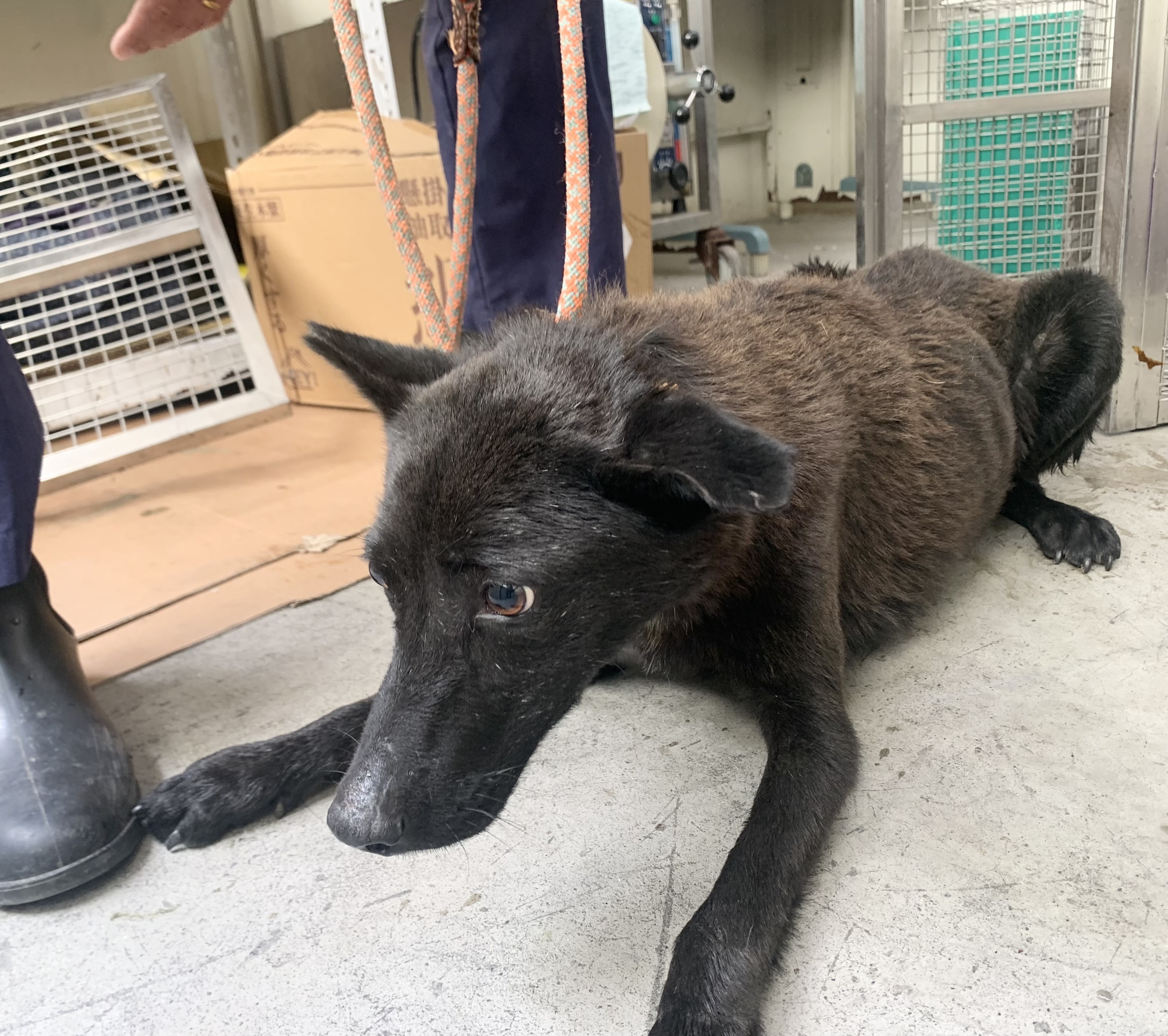 台北市待認養狗 混種犬