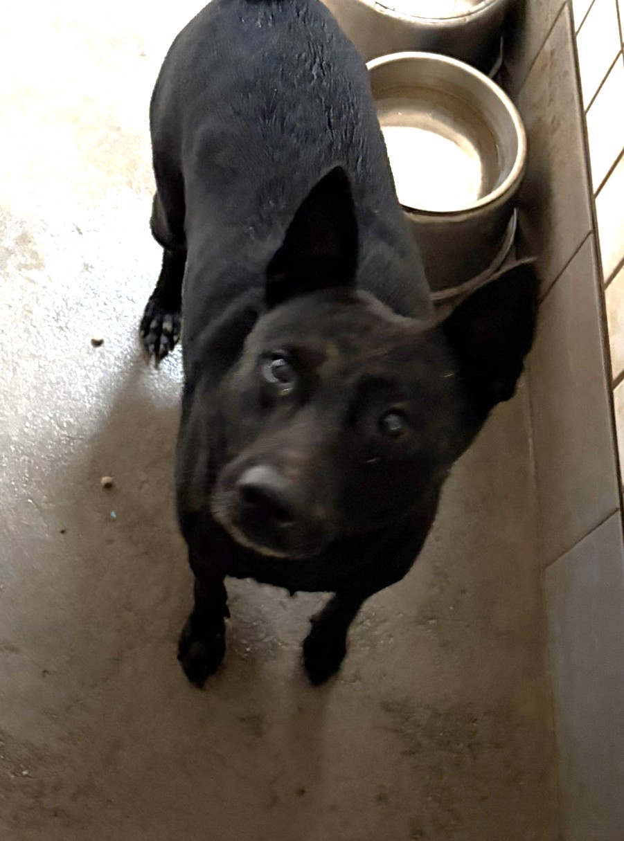 宜蘭縣待認養狗 混種犬