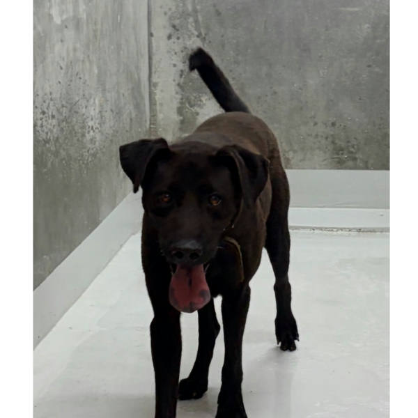 基隆市待認養狗 混種犬