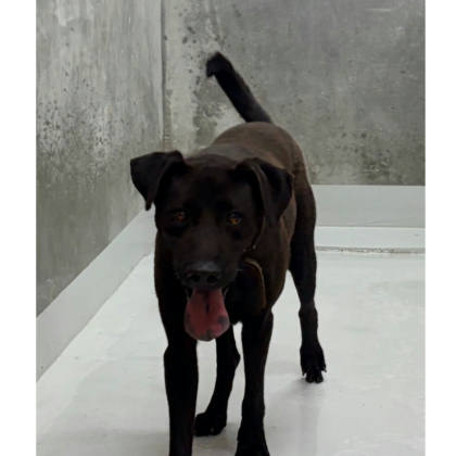 基隆市待認養狗｜混種犬｜黑色｜公