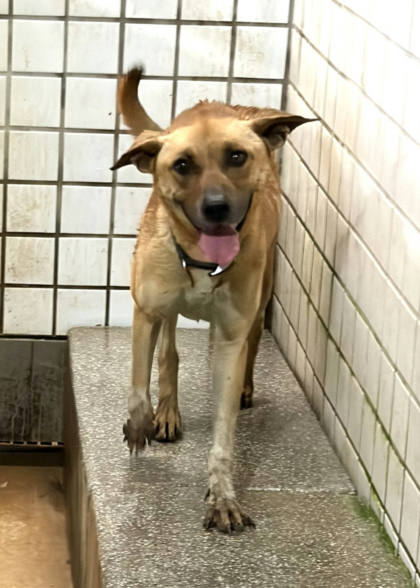 宜蘭縣待認養狗｜混種犬｜黃色｜母