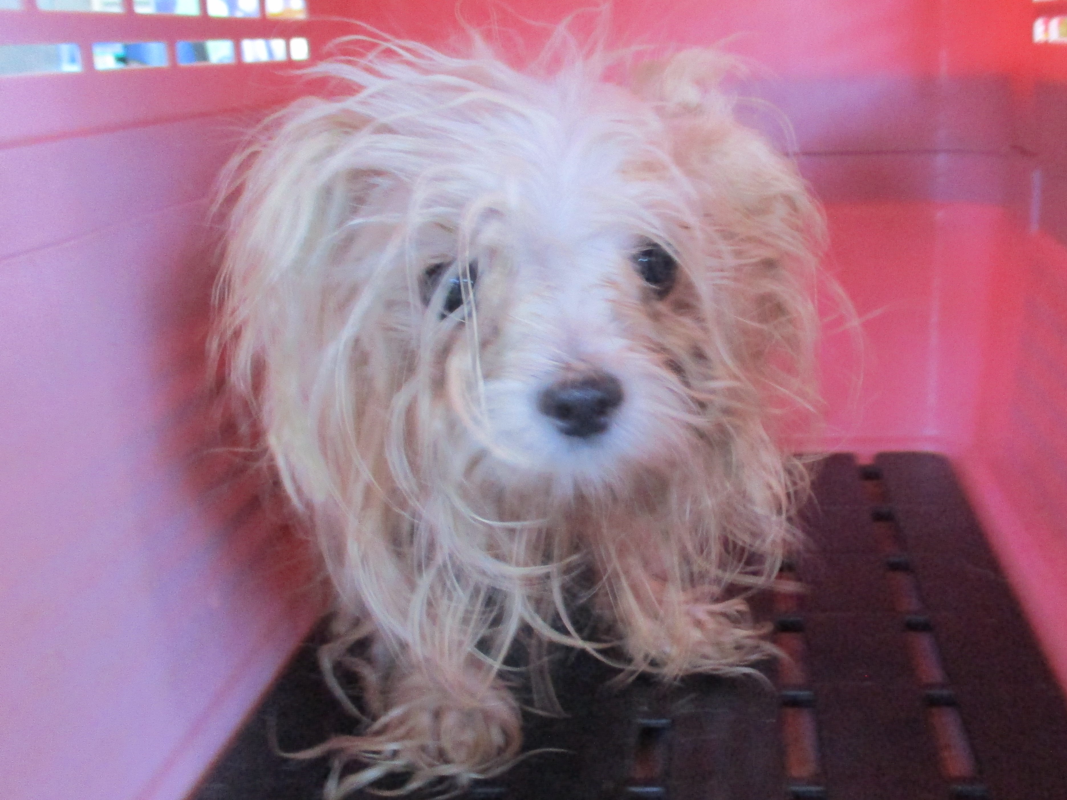 高雄市待認養狗 瑪爾濟斯犬