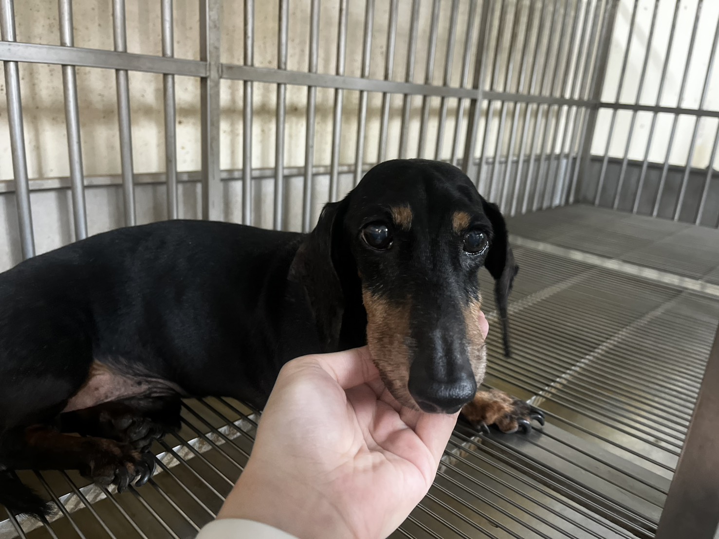 桃園市待認養狗 臘腸犬