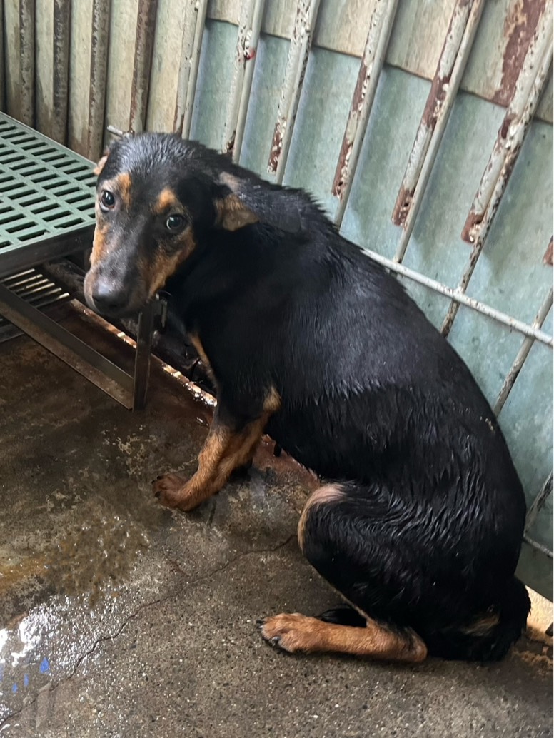 彰化縣待認養狗 混種犬