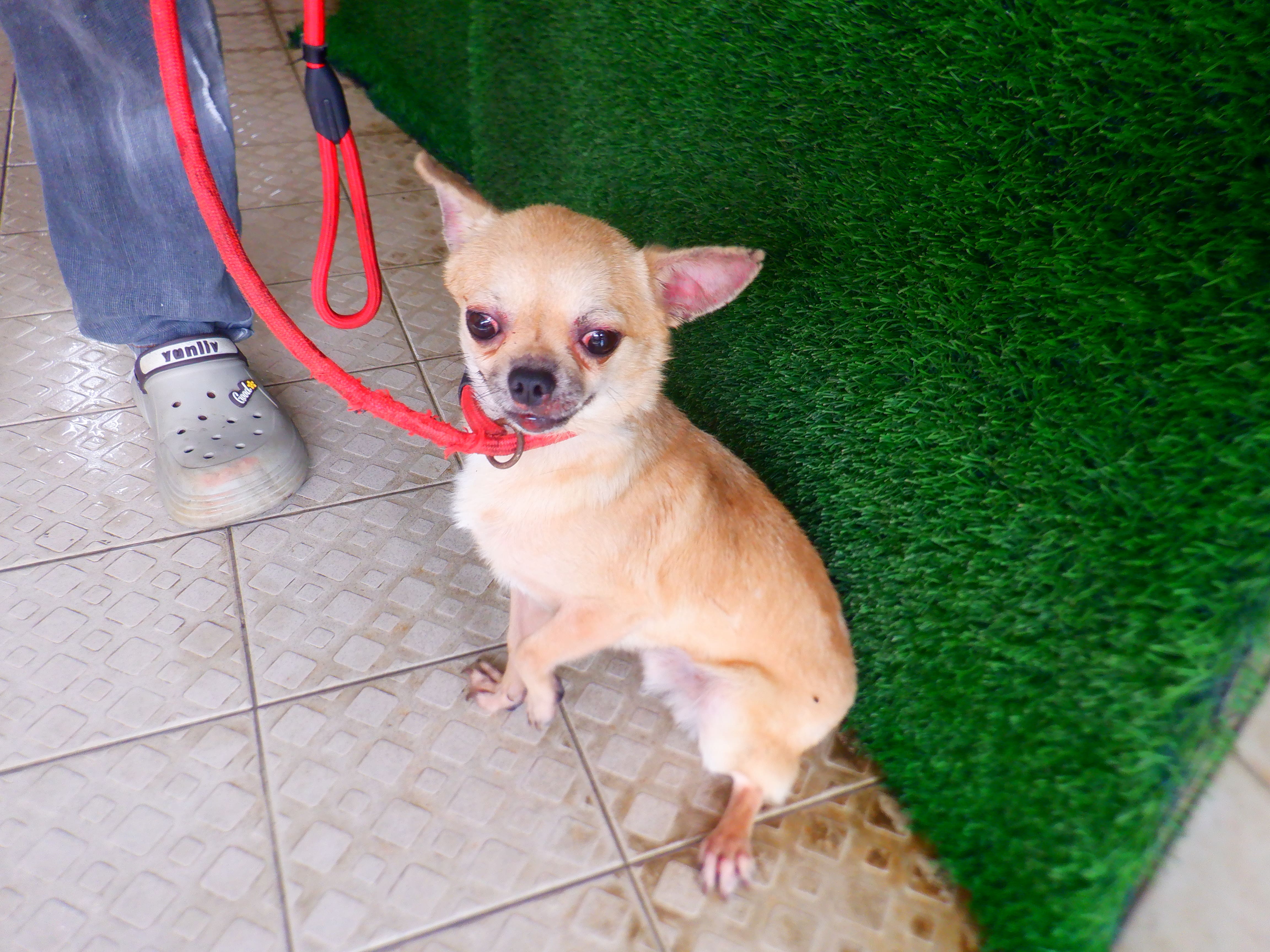 南投縣待認養狗 吉娃娃犬