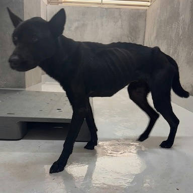 基隆市待認養狗｜混種犬｜黑色｜公