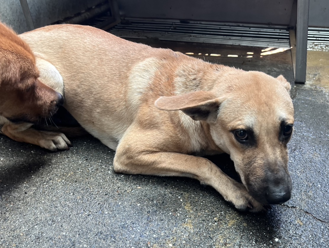 彰化縣待認養狗 混種犬