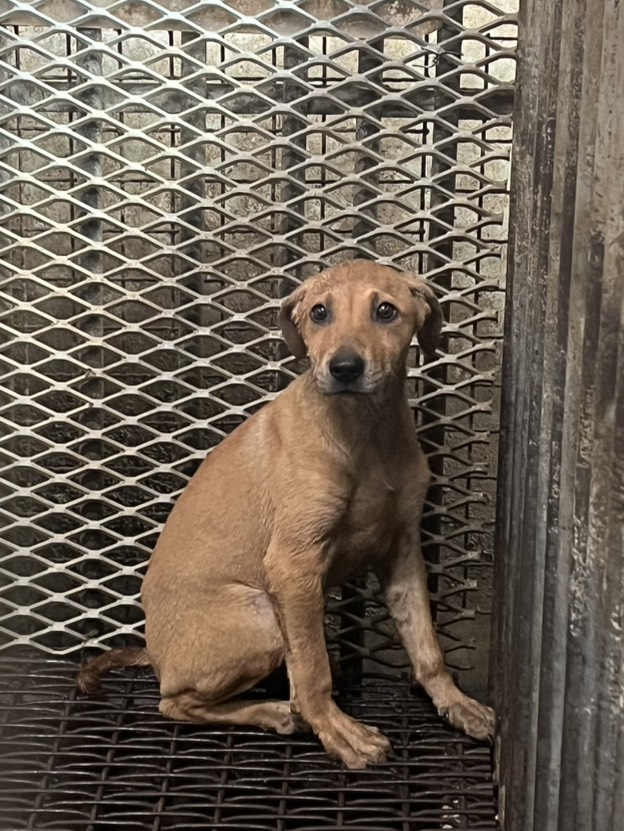 彰化縣待認養狗 混種犬