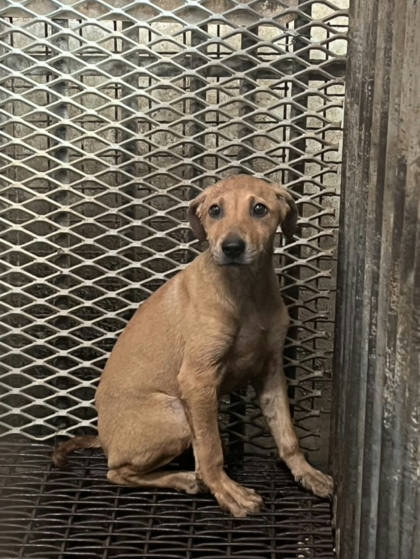 彰化縣待認養狗｜混種犬｜黃色｜母