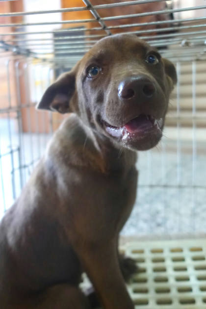 宜蘭縣待認養狗｜混種犬｜棕色｜母