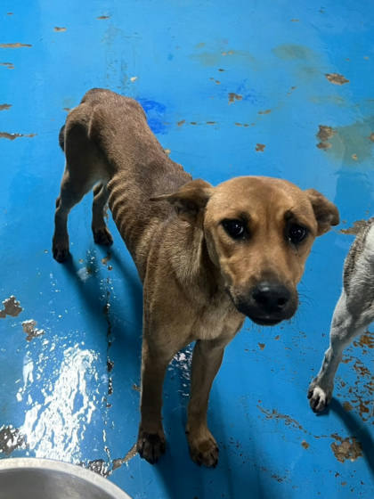 苗栗縣待認養狗｜混種犬｜棕色｜母