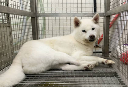 台北市待認養狗｜柴犬｜白色｜公