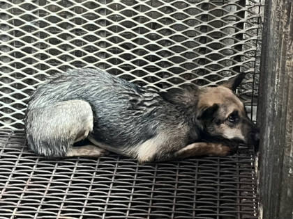 彰化縣待認養狗｜混種犬｜棕色｜母