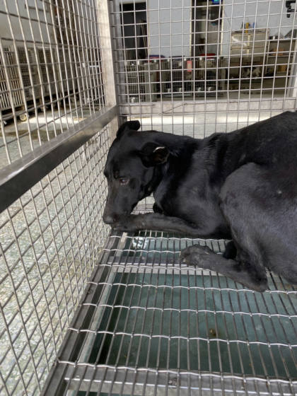台南市待認養狗｜混種犬｜黑色｜公