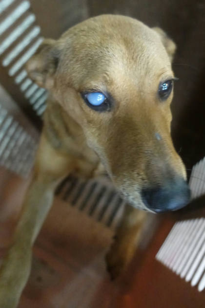 宜蘭縣待認養狗｜混種犬｜黃色｜公