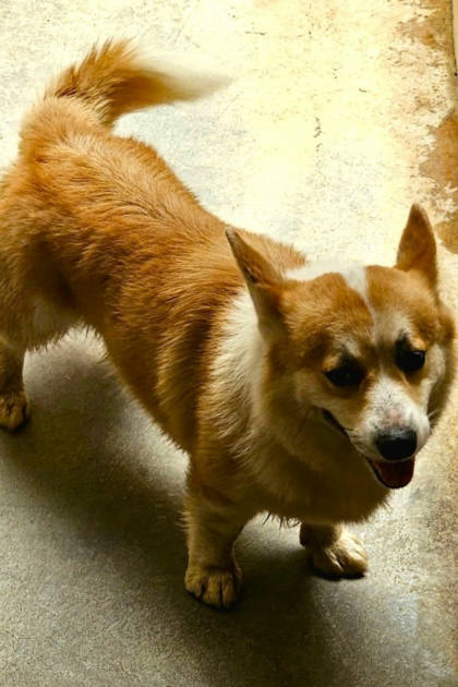 宜蘭縣待認養狗｜威爾斯柯基犬｜黃白色｜公