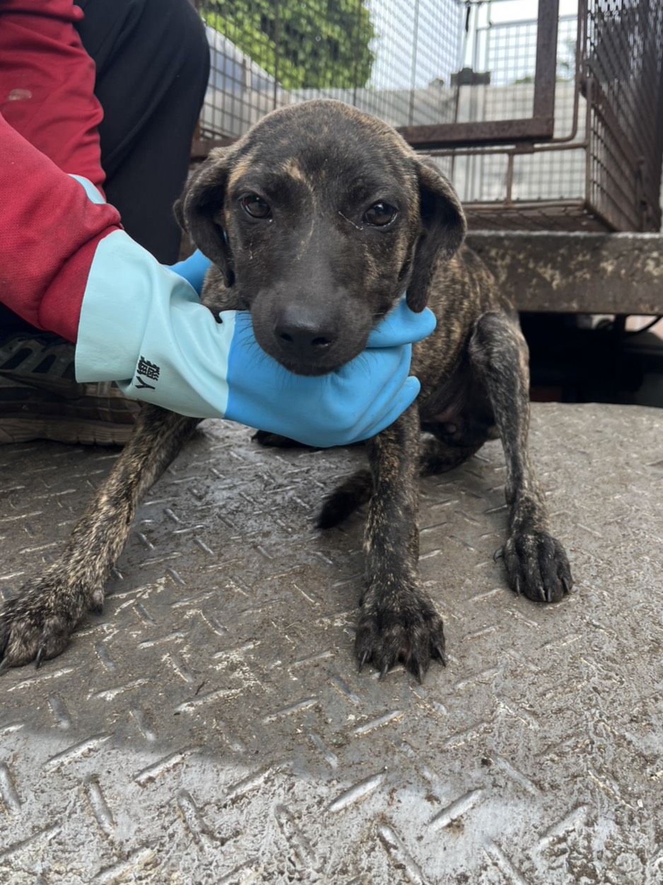 彰化縣待認養狗 混種犬