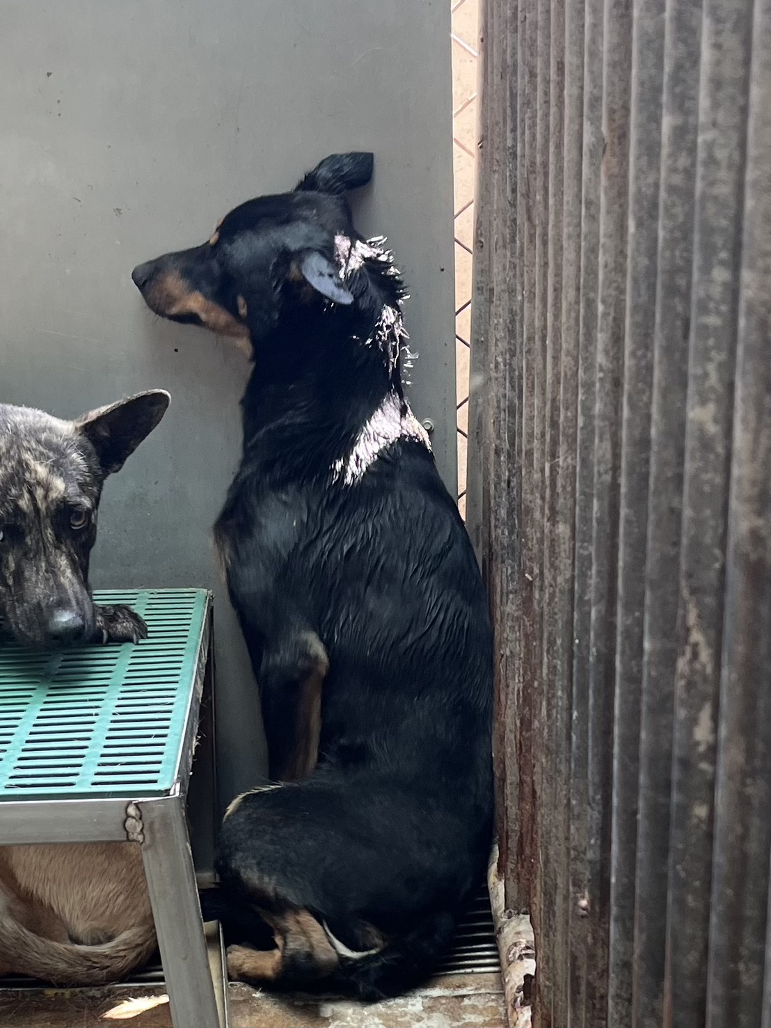 彰化縣待認養狗 混種犬