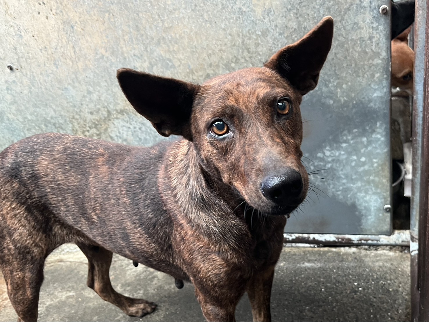彰化縣待認養狗 混種犬