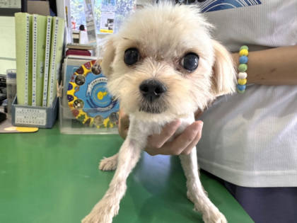 高雄市待認養狗｜瑪爾濟斯犬｜白色｜公