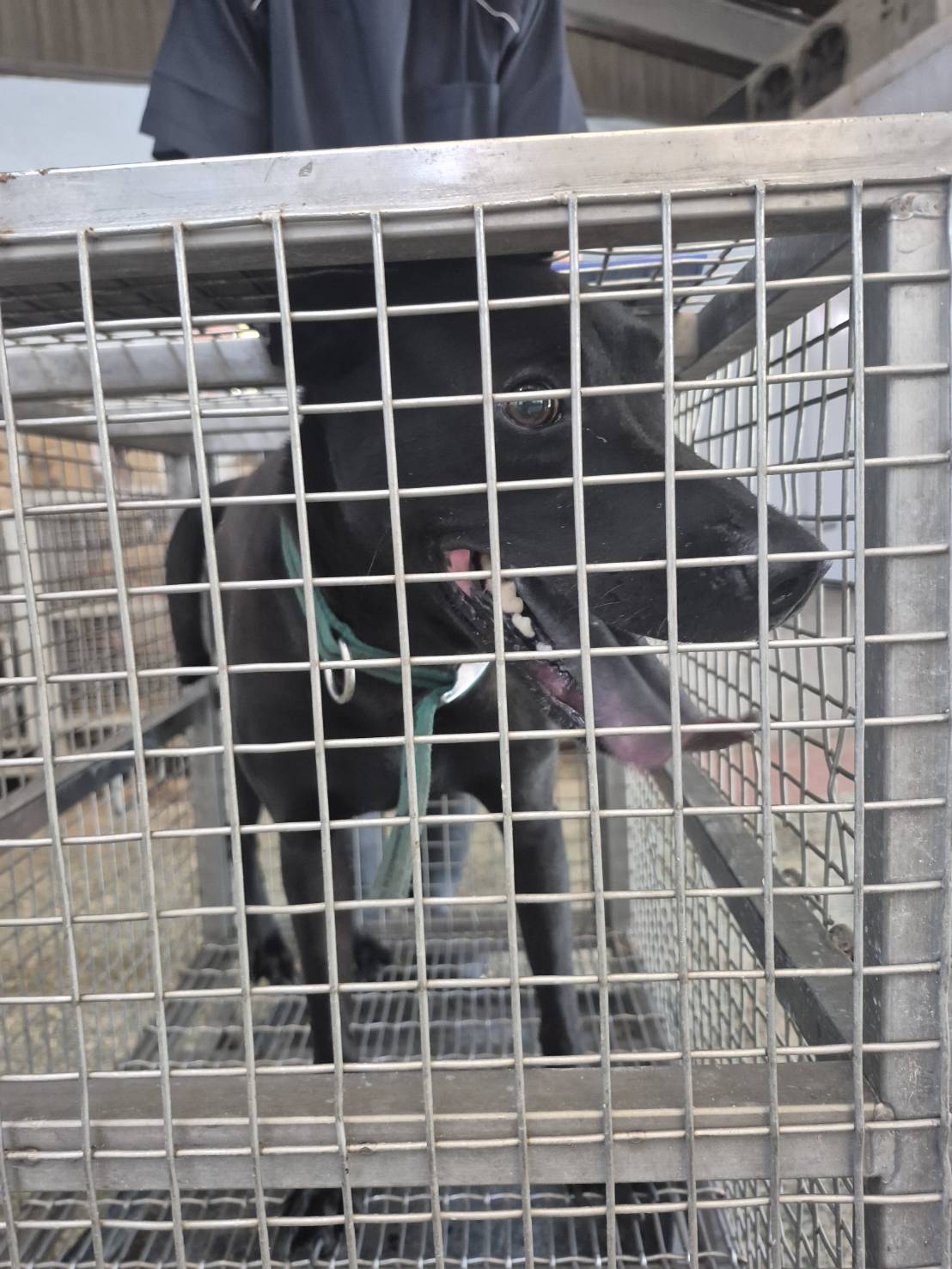 台南市待認養狗 混種犬