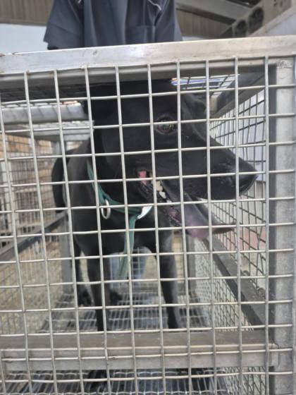 台南市待認養狗｜混種犬｜黑色｜公