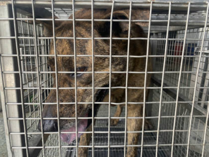 台南市待認養狗｜混種犬｜虎斑色｜公