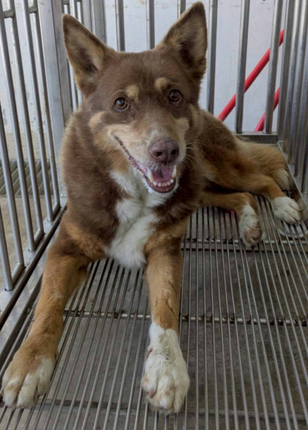 花蓮縣待認養狗 混種犬
