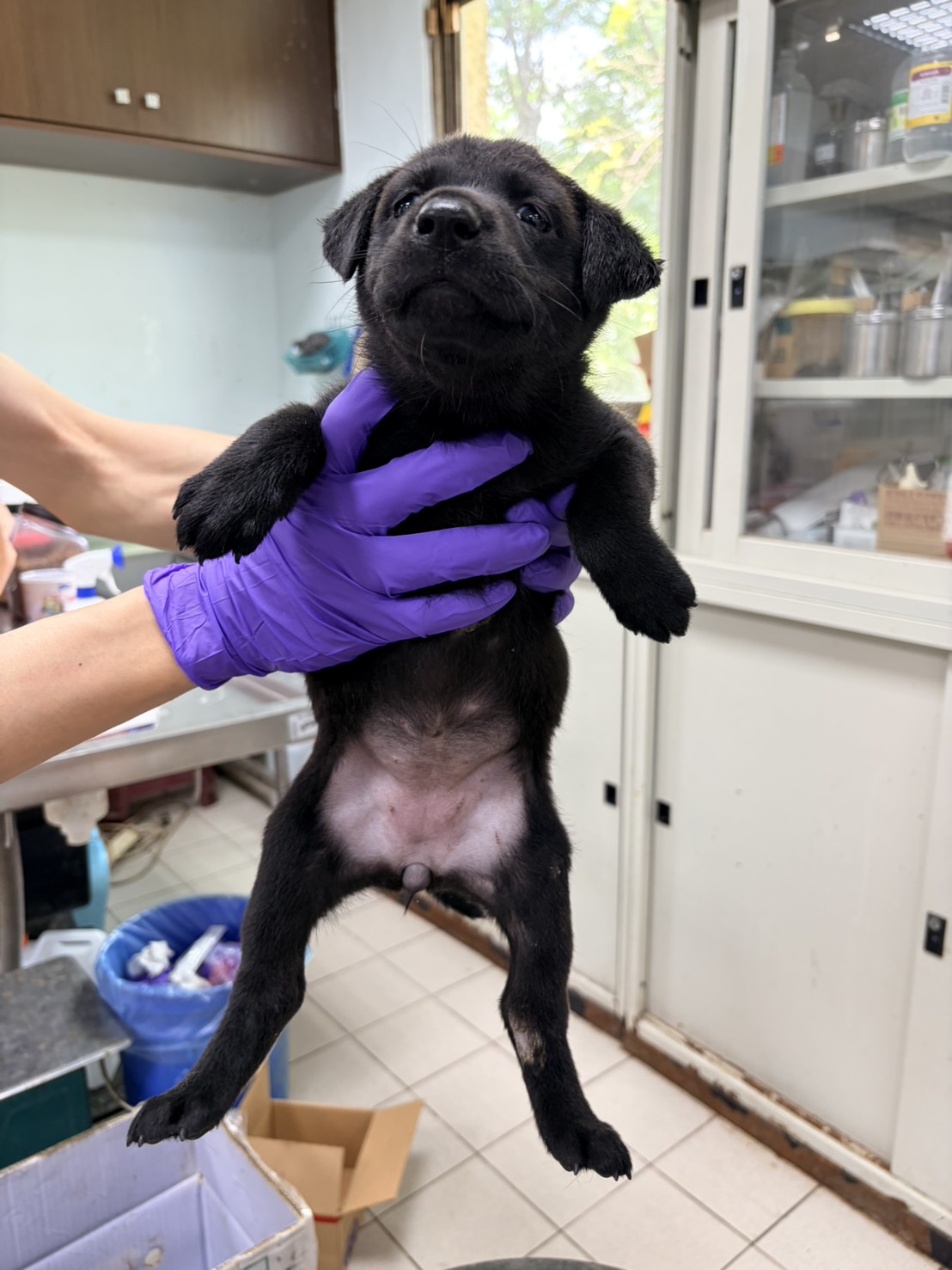 彰化縣待認養狗 混種犬