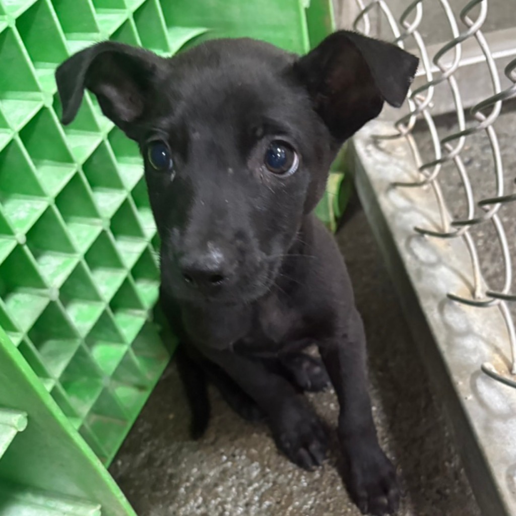 台東縣待認養狗 混種犬
