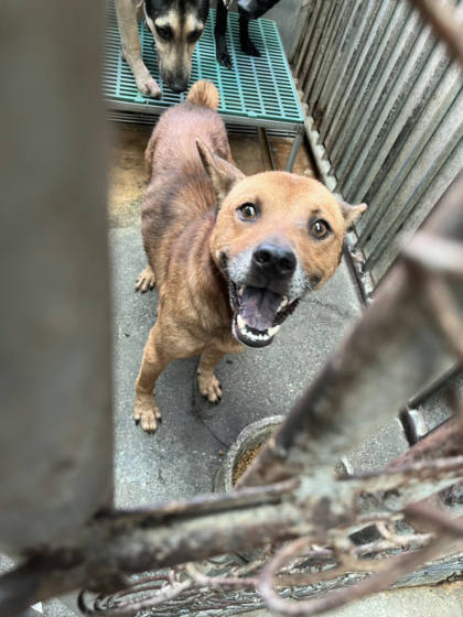 彰化縣待認養狗｜混種犬｜黃色｜公