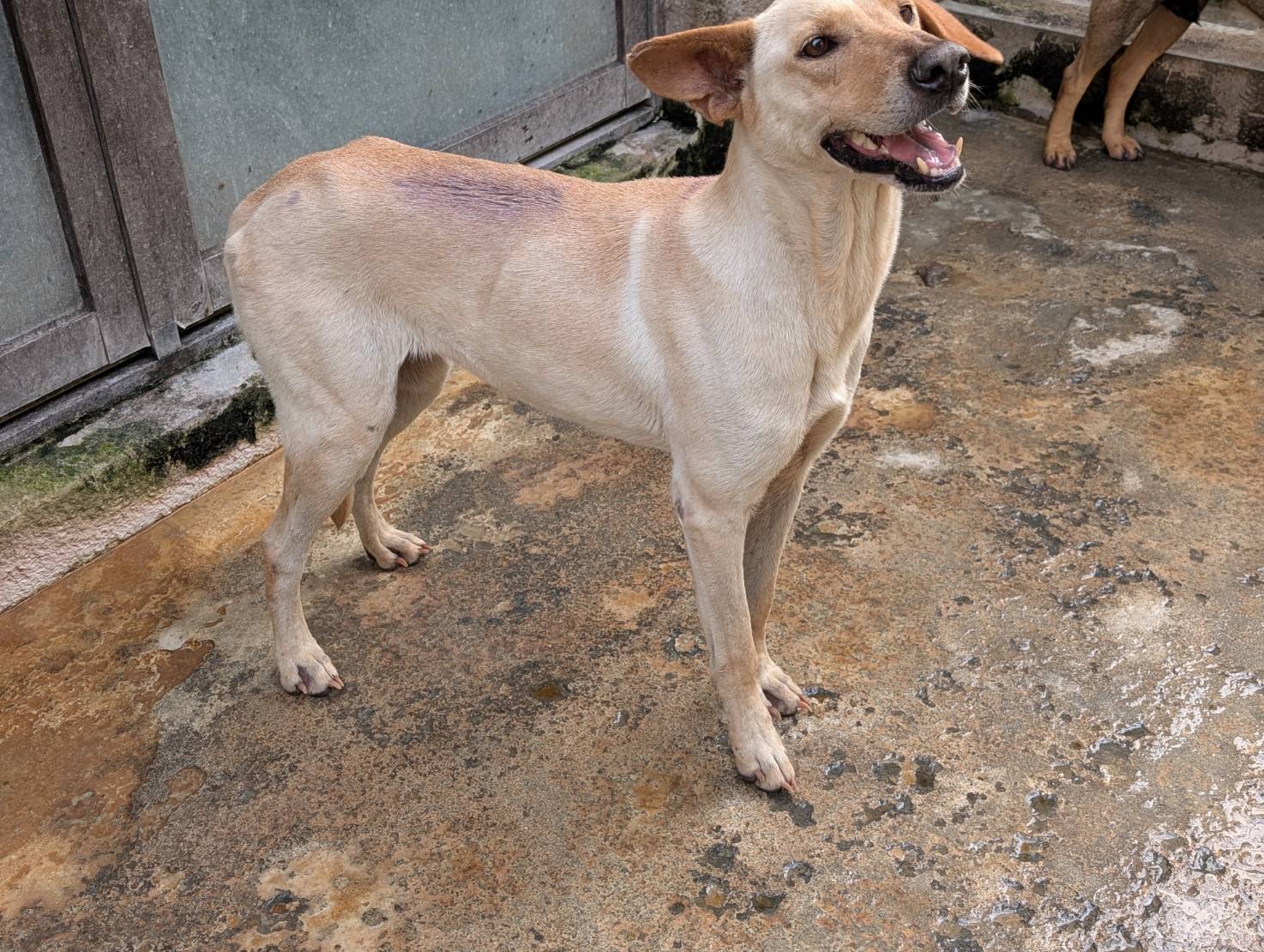 高雄市待認養狗 混種犬