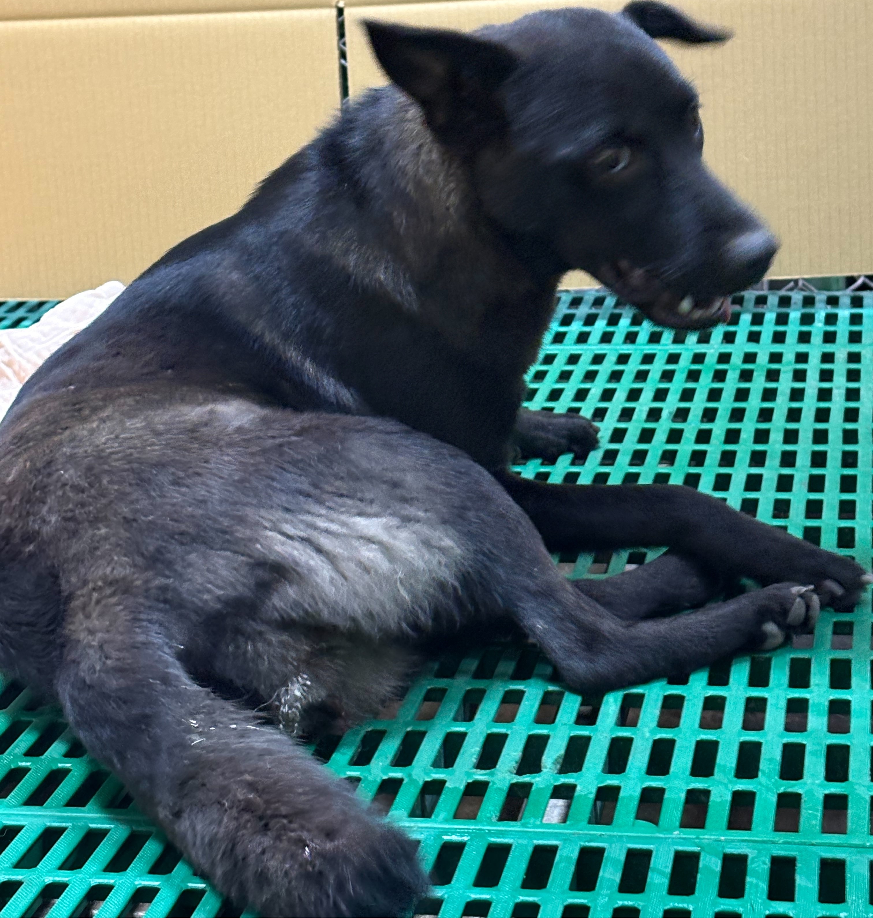 台東縣待認養狗 混種犬