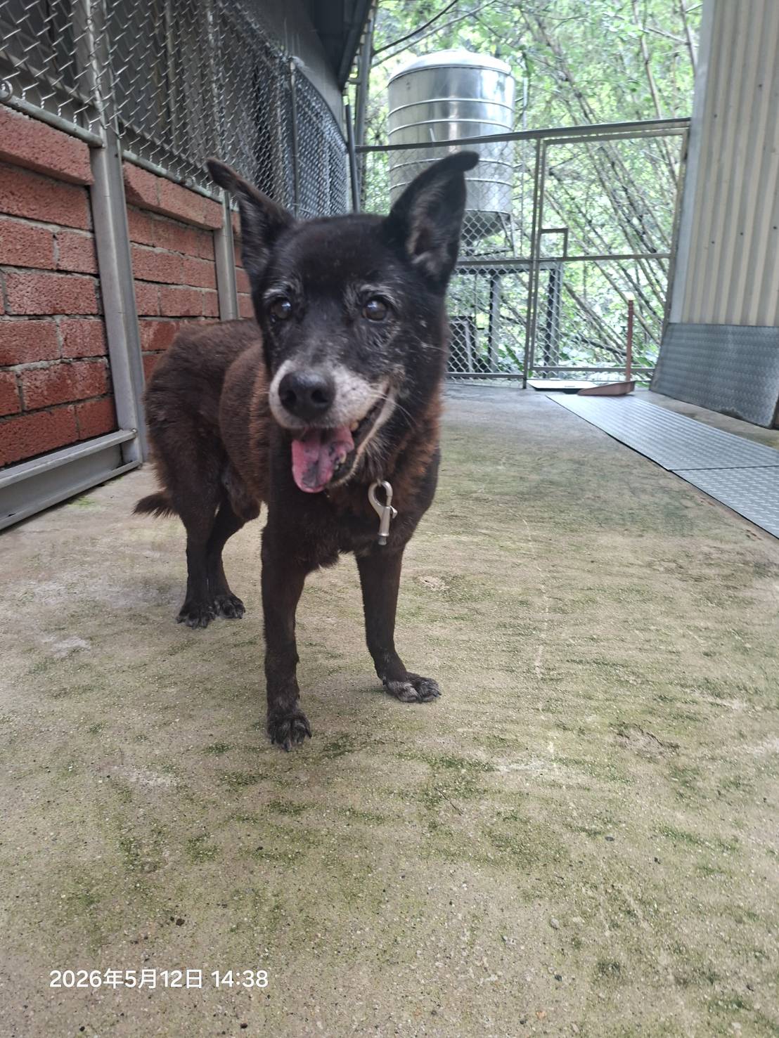 新北市待認養狗 混種犬