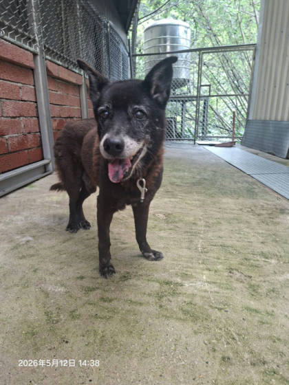 新北市待認養狗｜混種犬｜黑色｜公