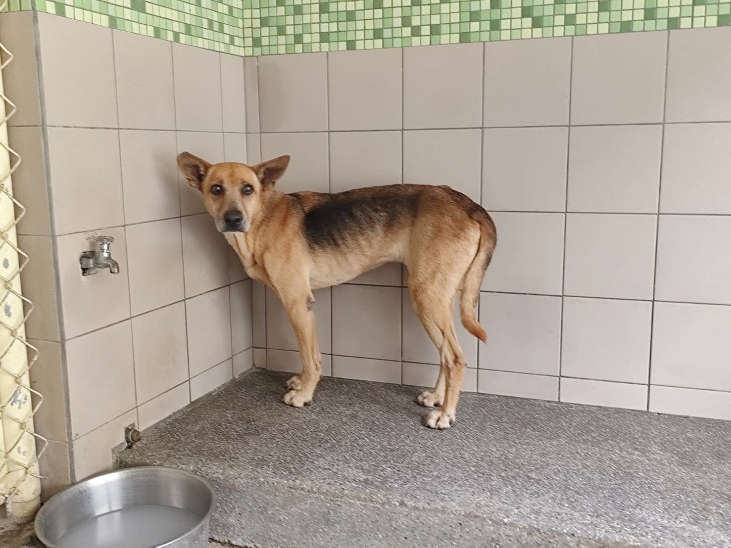 高雄市待認養狗 混種犬