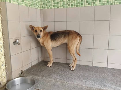 高雄市待認養狗｜混種犬｜黃色｜母