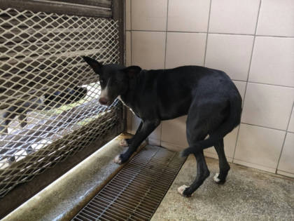 高雄市待認養狗｜混種犬｜黑色｜母