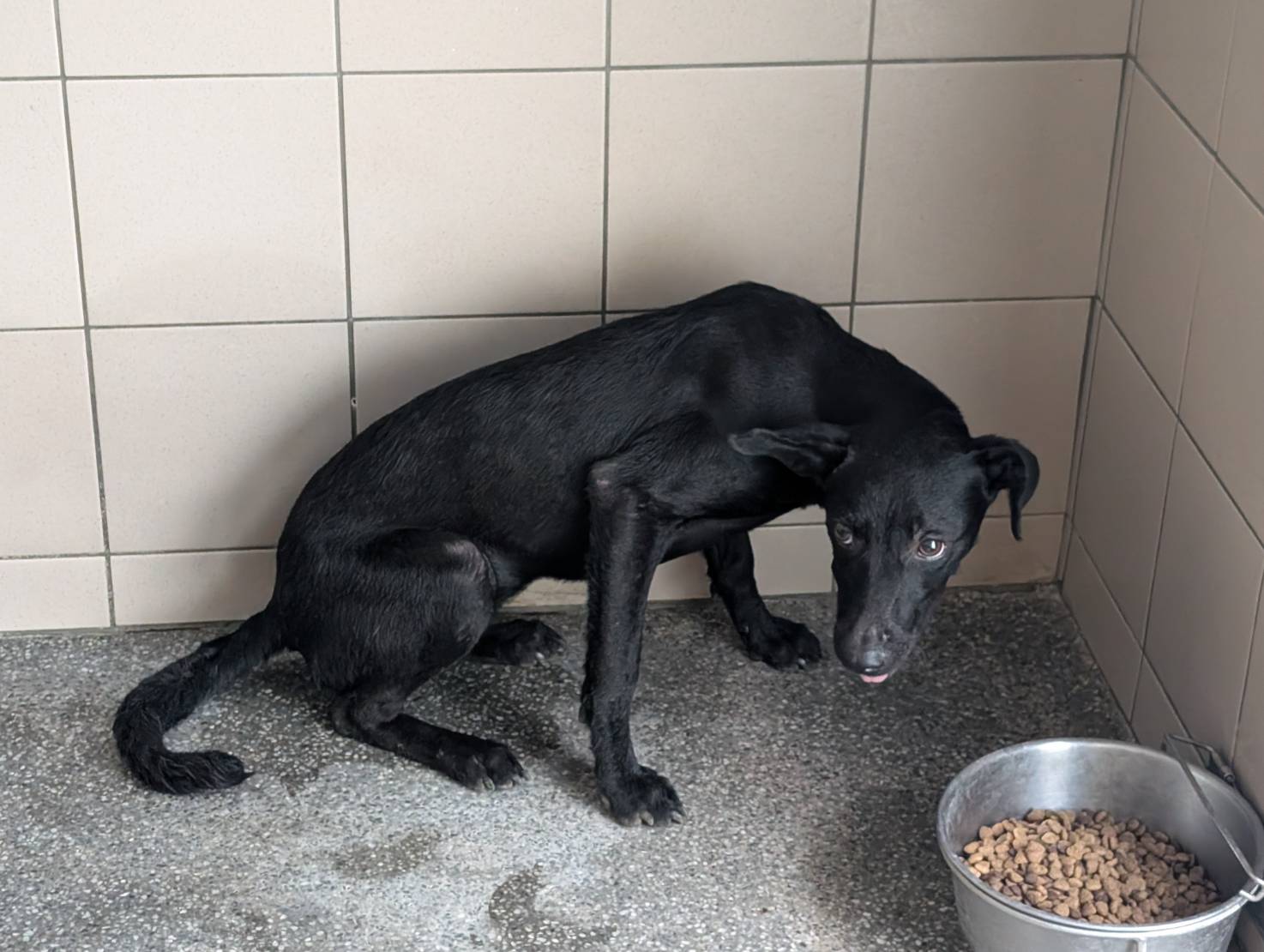 高雄市待認養狗 混種犬