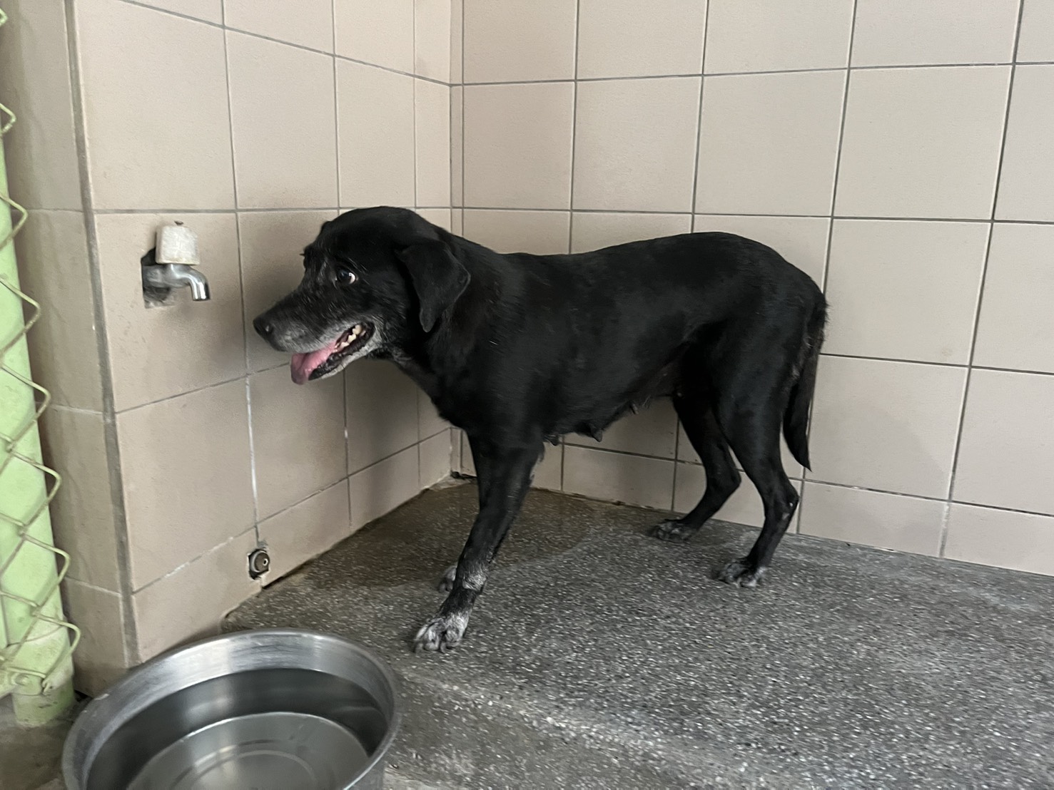 高雄市待認養狗 混種犬