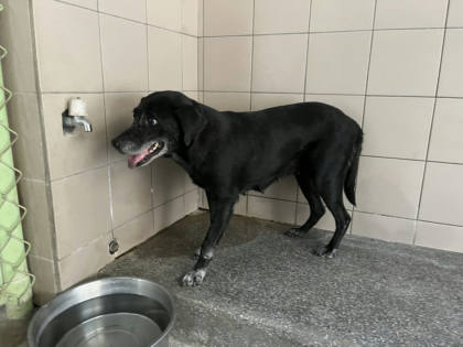 高雄市待認養狗｜混種犬｜黑色｜母