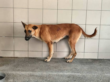 高雄市待認養狗｜混種犬｜黃色｜母