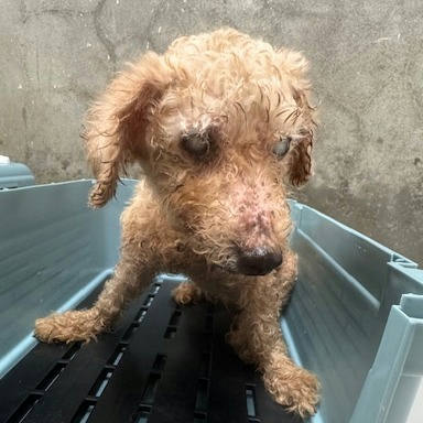 基隆市待認養狗 貴賓犬