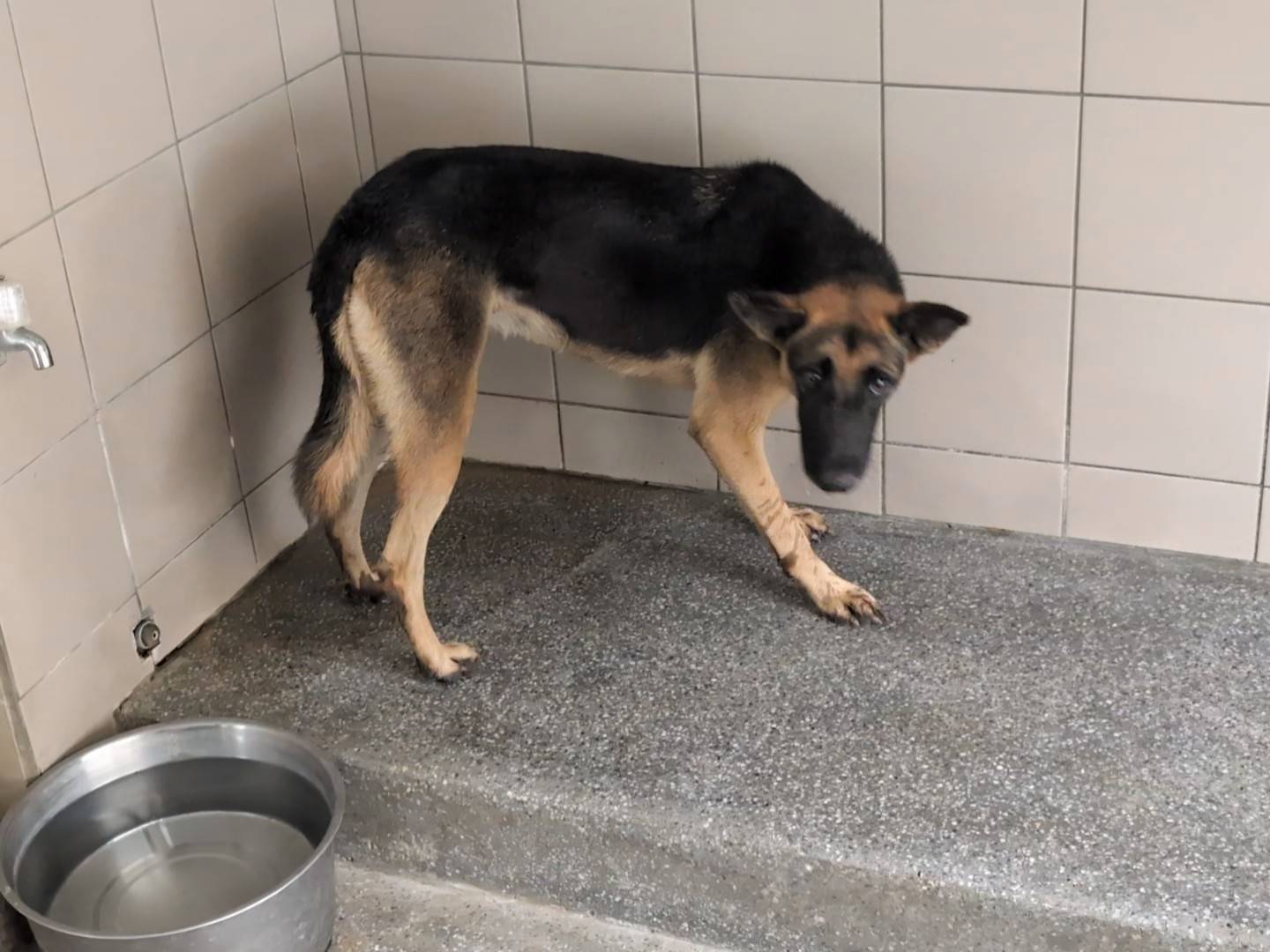 高雄市待認養狗 混種犬